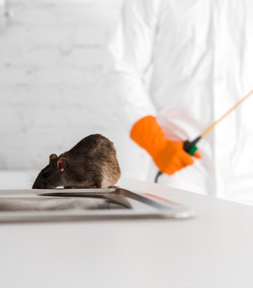 Control De Plagas De Ratas Exterminio De Ratas