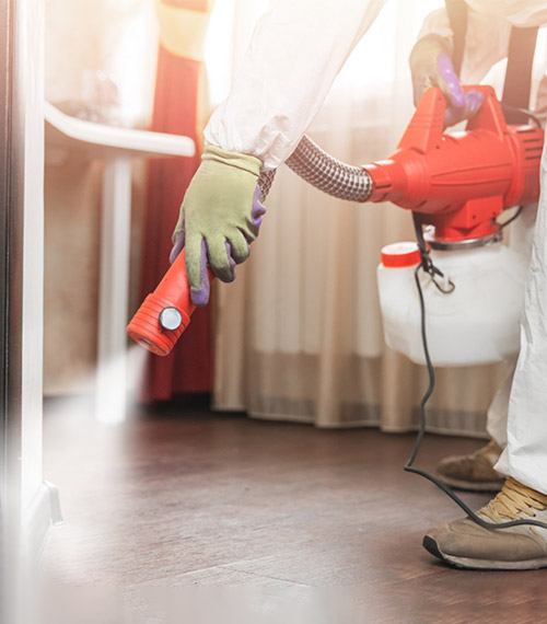 Control de Plagas en Hoteles y Hostales en Palencia
