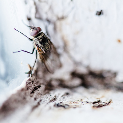 Mosca Plagas