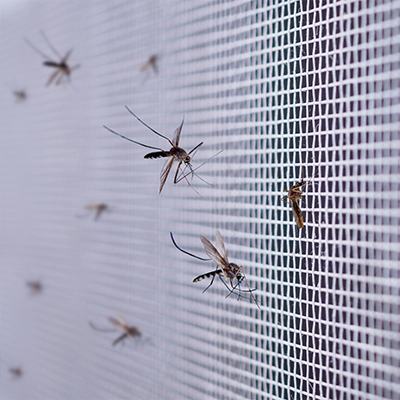 Mosquitos En Mosquitera