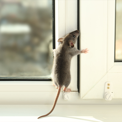 Plaga De Ratas