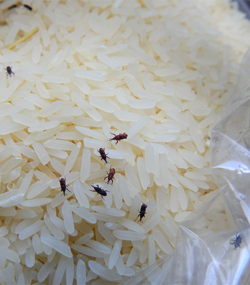 Plaga En Alimentos Envasados