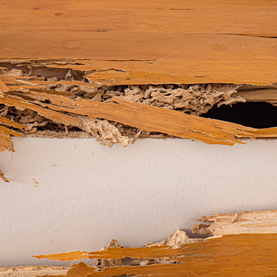 Control de Plagas En Palencia Específicas De La Madera